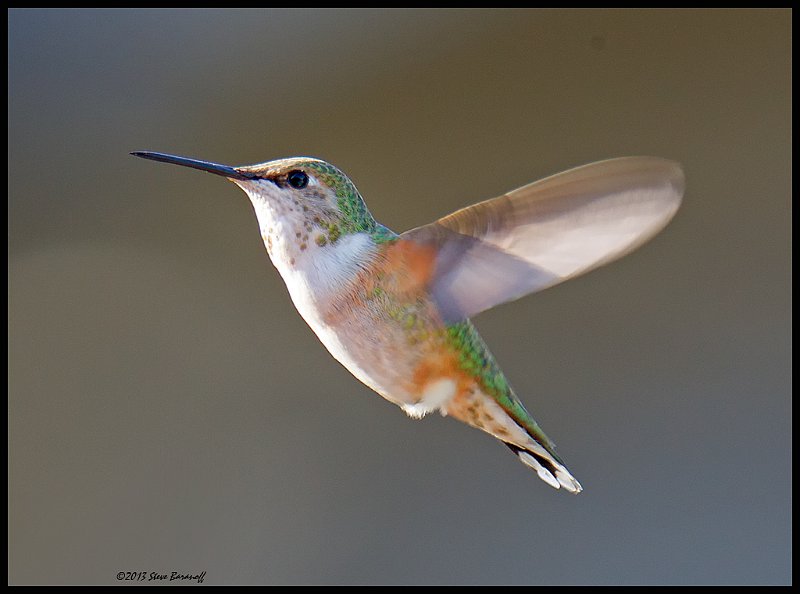 _4SB9373 female rufous hummingbird.jpg